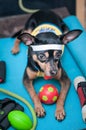 Pet Fitness , sport  and lifestyle concept.  Funny dog Ã¢â¬â¹Ã¢â¬â¹in sportswear in training, portrait  in studio surrounded Royalty Free Stock Photo